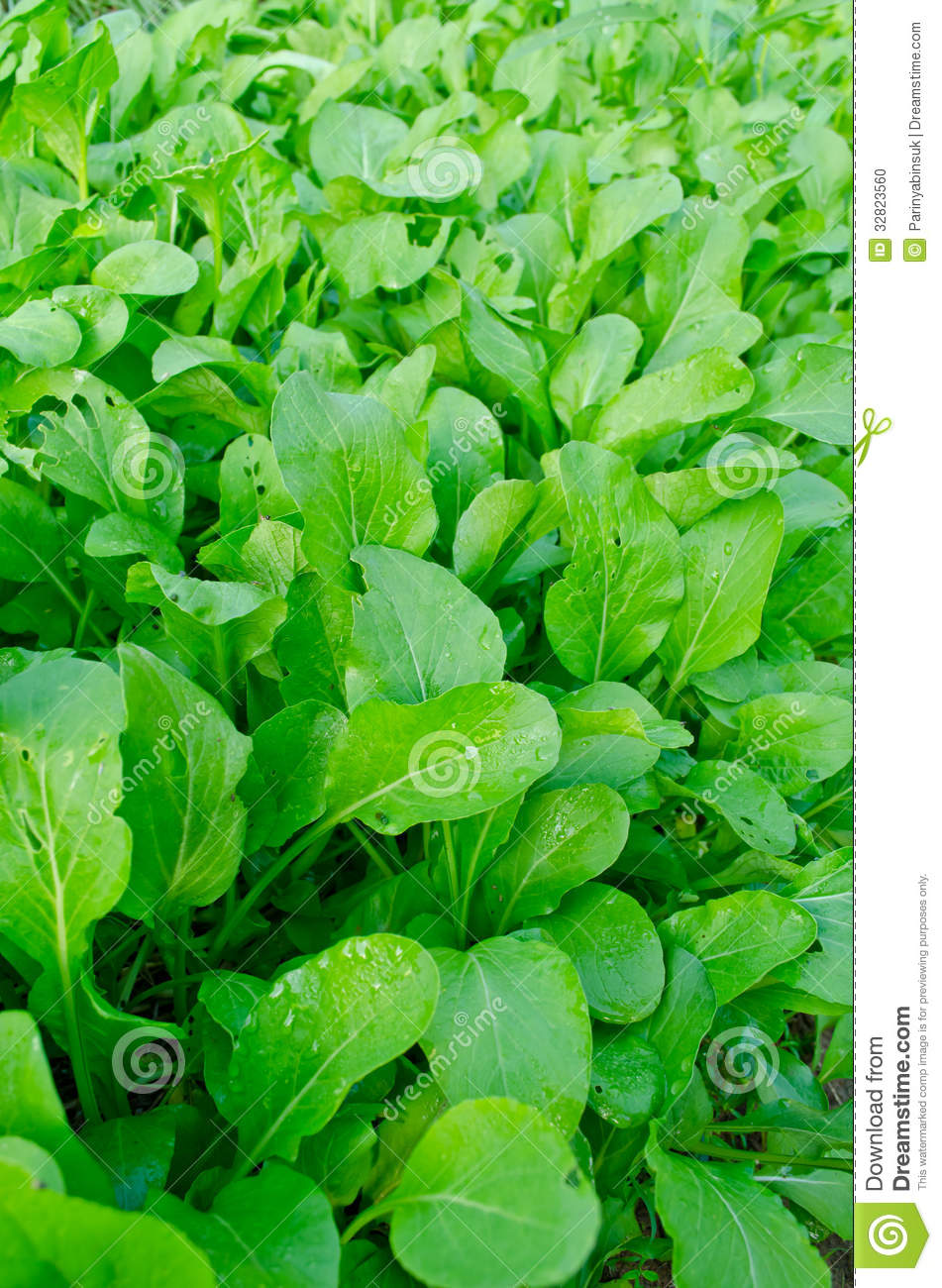 Chinese Kale Growing In Field  Stock Photo   Image  32823560