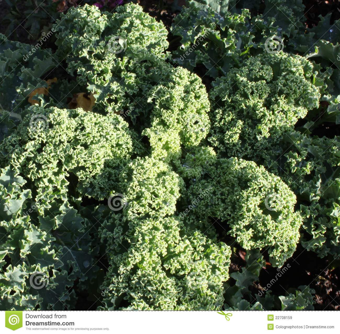Curly Kale Royalty Free Stock Images   Image  22708159