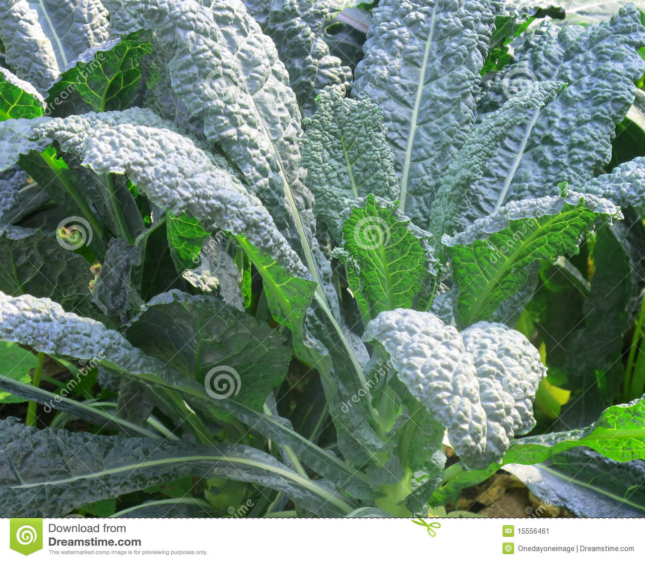 Dark Green Lacinato Kale Plant Also Known As Tuscan Kale 