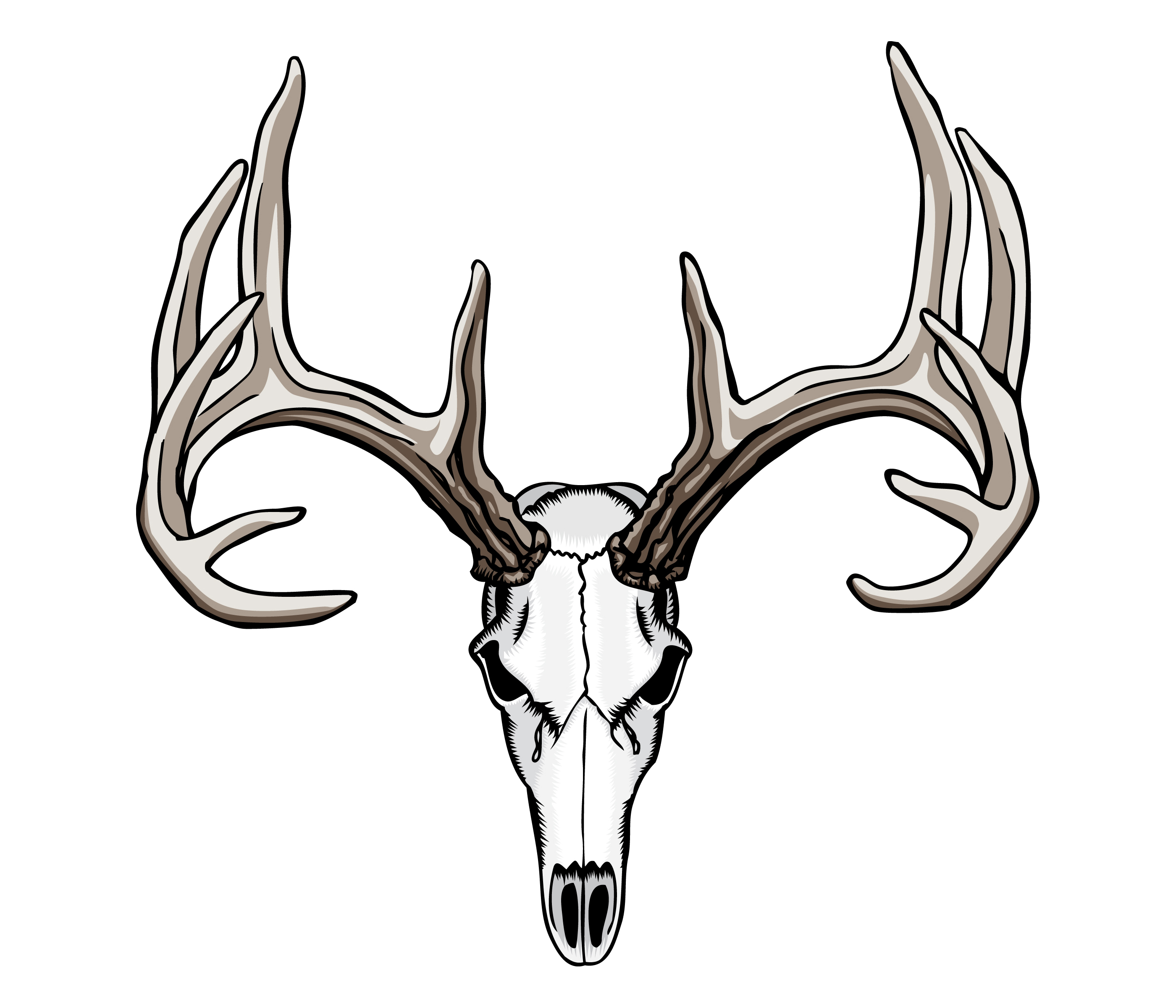 Deer Skull Drawing 21296 Whitetail Deer Skull Tattoos Jpg