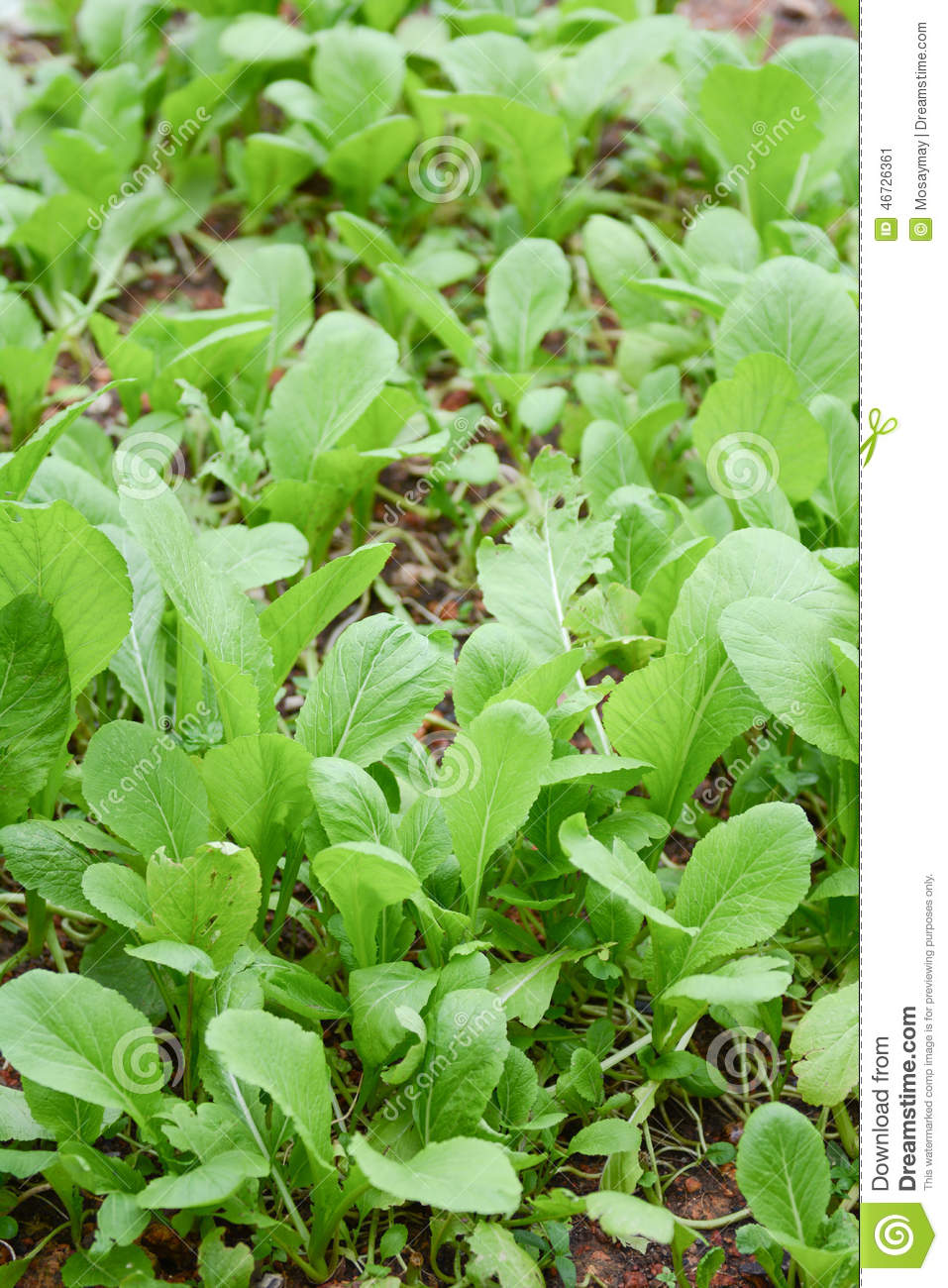 Fresh Kale In Vegetable Plot Plants 
