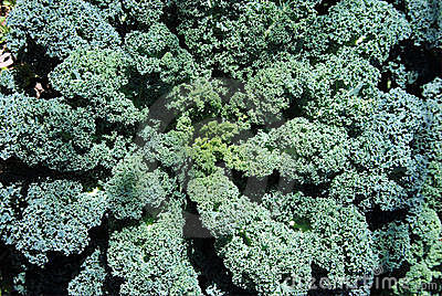 Kale Plant And Leaves Stock Photos   Image  8731703