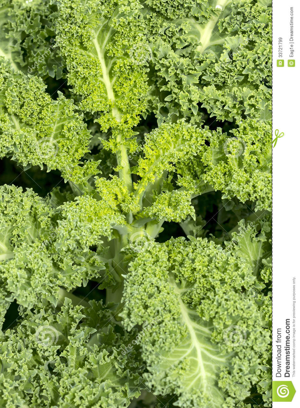 Kale Plant Royalty Free Stock Images   Image  33721799
