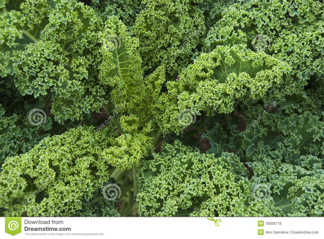 Kale Plant Top In A Community Garden Looking Down Towards The Center