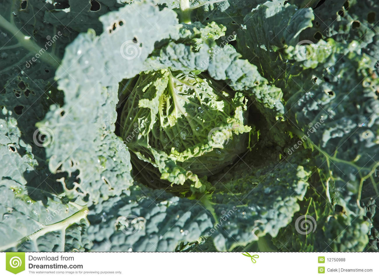 Kale Royalty Free Stock Photos   Image  12750988