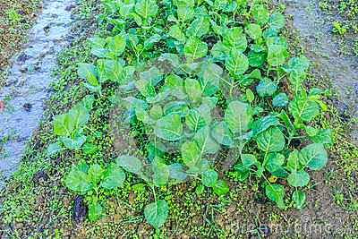 Kale Vegetable Garden Plant Stock Photo   Image  49120791