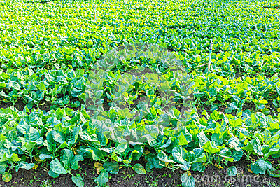 Kale Vegetable Garden Plant Stock Photo   Image  49120823