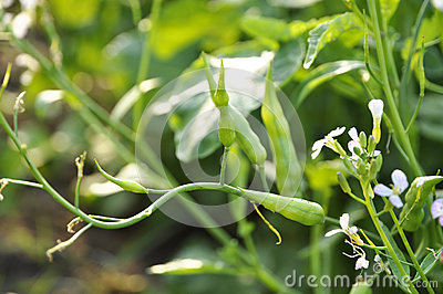 Kale Vegetable Plant Garden Flower Fruit Stock Photos   Image
