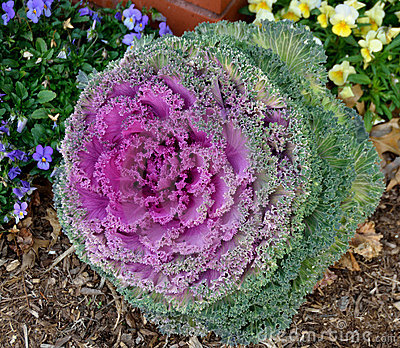 Ornamental Kale A Tough Plant That Is Suited For Both Vegetable    