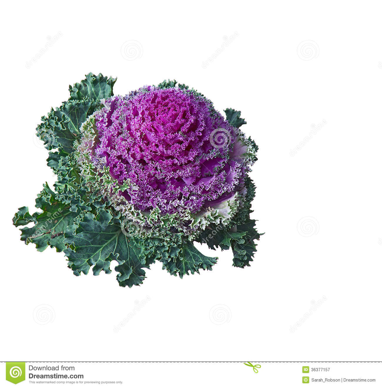 Ornamental Kale  Brassica Oleracea   Isolated  Royalty Free Stock