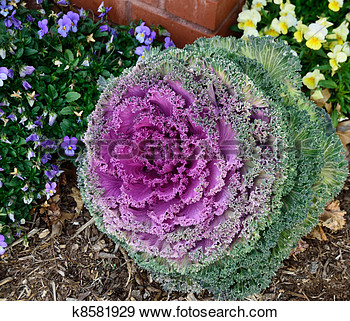 Ornamental Kale Tough Plant That Is Suited For Both Vegetable Gardens    