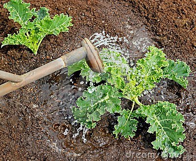 Watering A Young Organic Kale Plant In The Vegetable Garden With An    