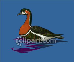 Cinnamon Teal Duck   Royalty Free Clipart Picture