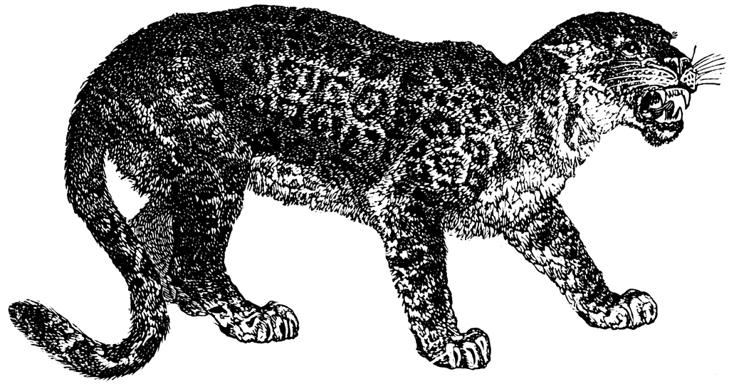 Jaguar   Clipart Etc