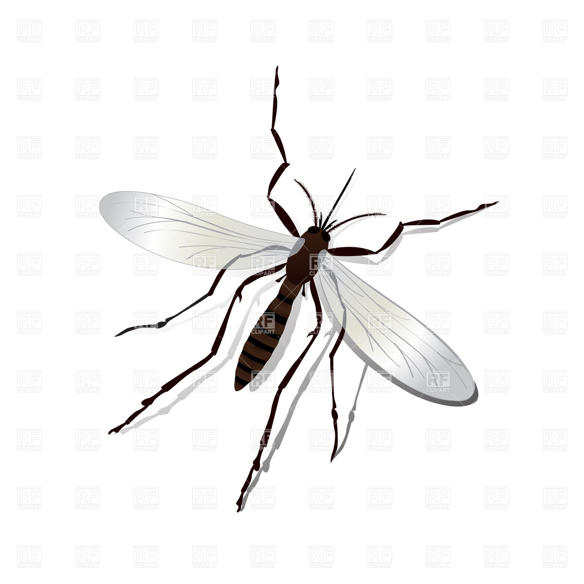 Realistic Mosquito 6622 Download Royalty Free Vector Clipart  Eps