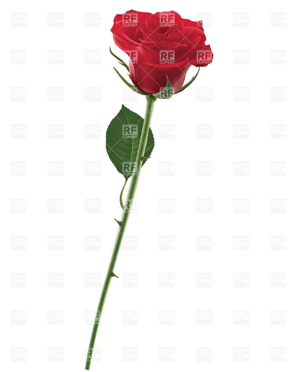 Realistic Red Rose Download Royalty Free Vector Clipart  Eps