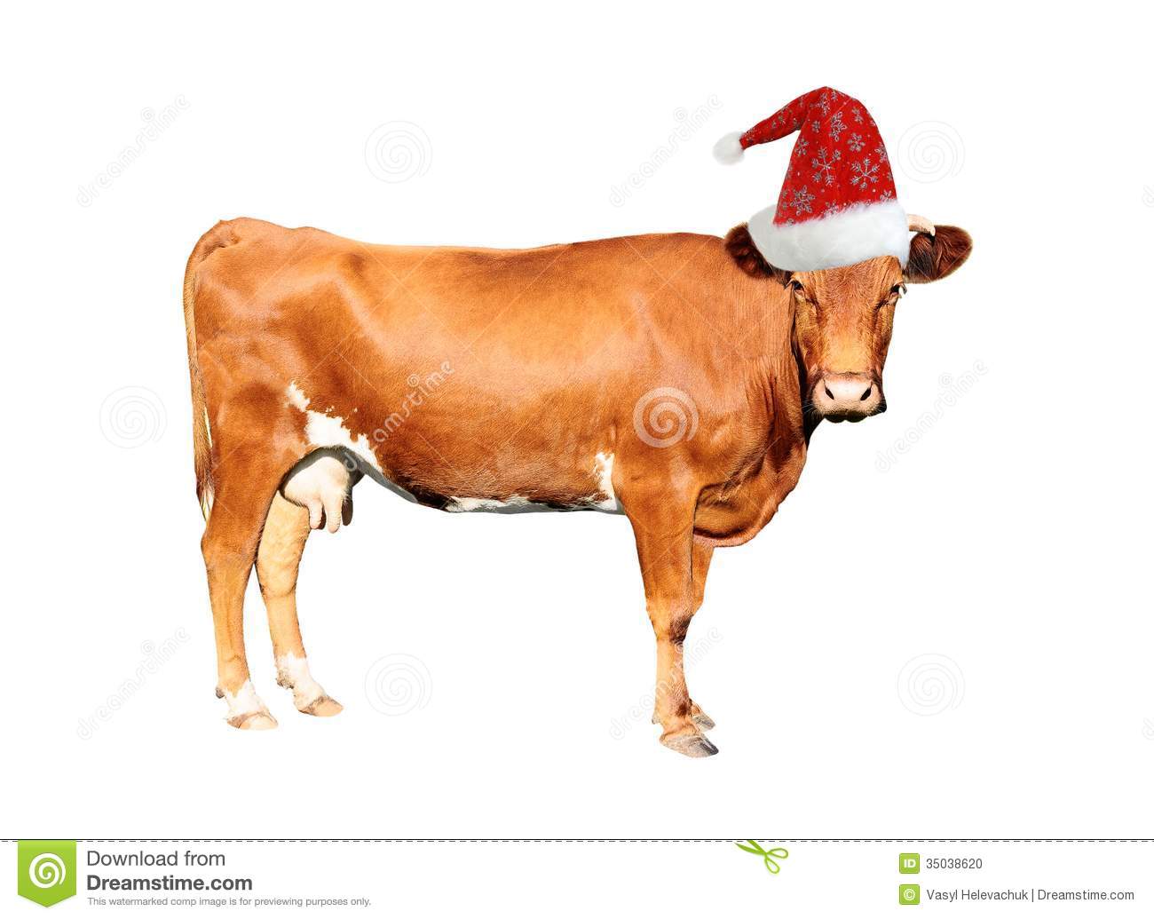 Brown Cow Stock Photo   Image  35038620