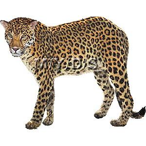 Leopard Picture   Medium