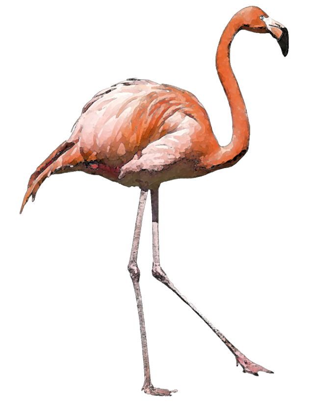 Related Pictures Pink Flamingo Clip Art Free Funny 300 X 284 22 Kb    