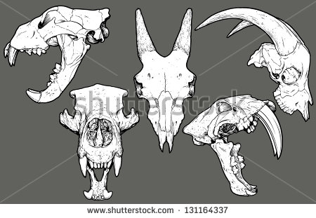 Animal Skull Collection  Top Row  Lion Profile Goat  Front View    