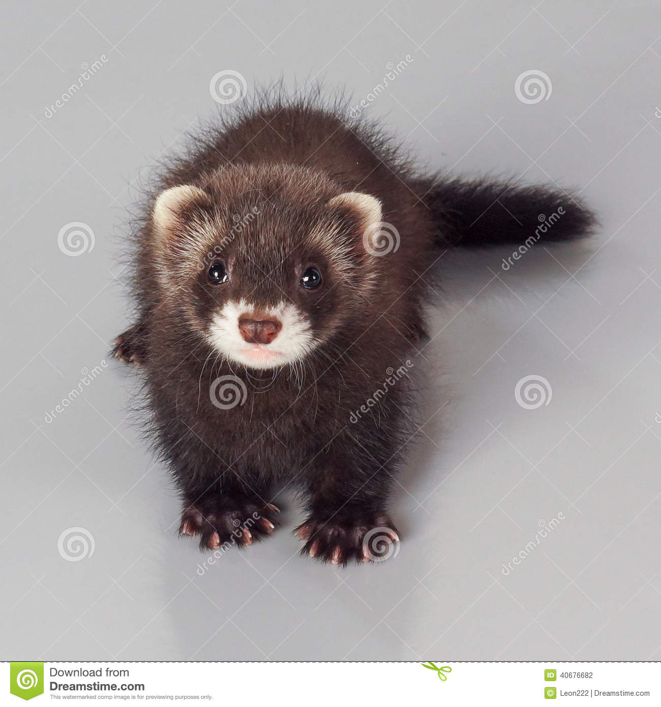 Ferret On A Gray Background