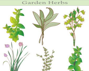 Garden Herb Clipart Garden Clipart  Herb Illustration Sage Basil
