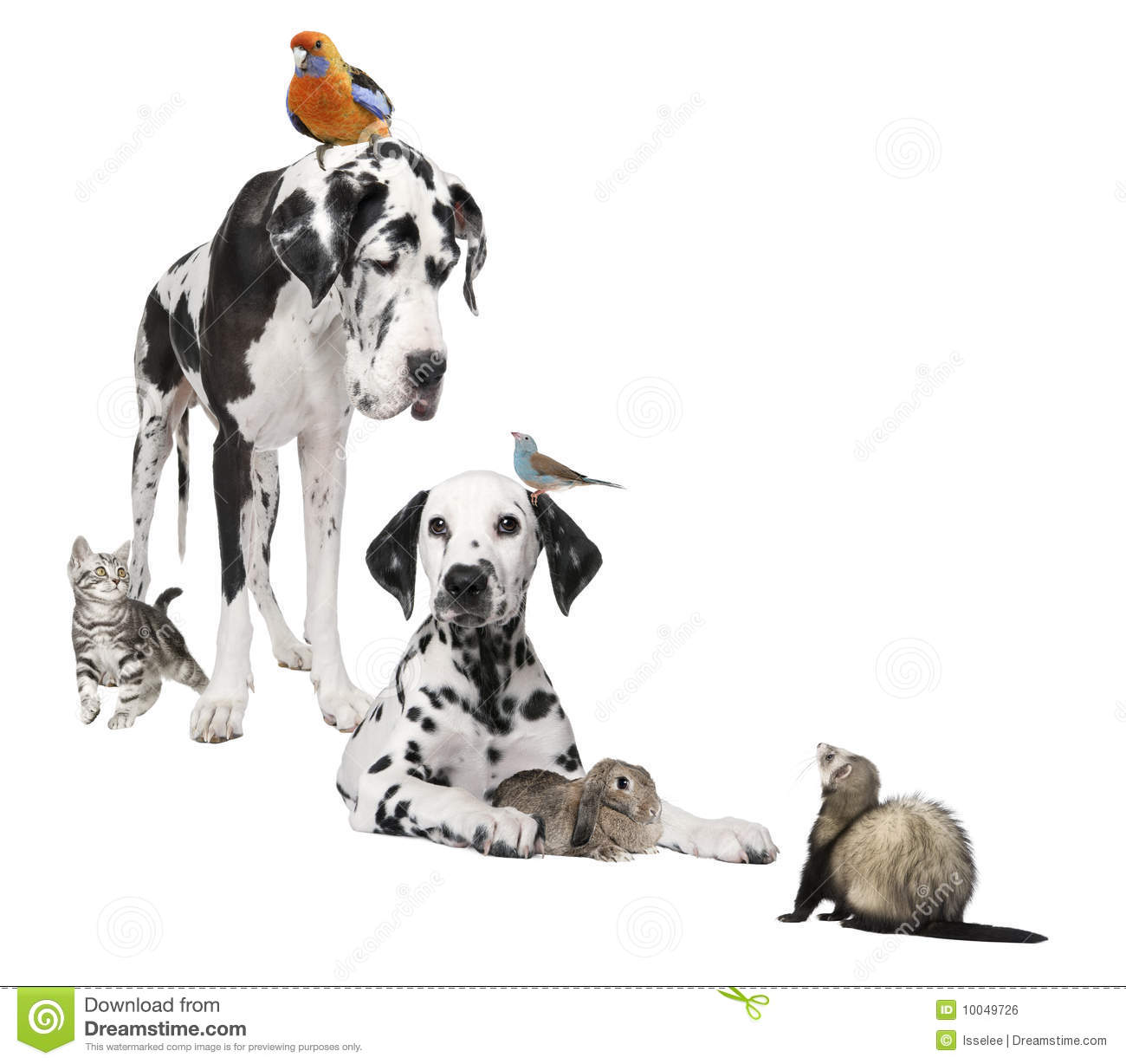 Go Back   Images For   Group Of Pets Clipart