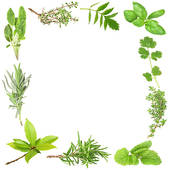 Herbs Stock Illustration Images  6105 Herbs Illustrations Available