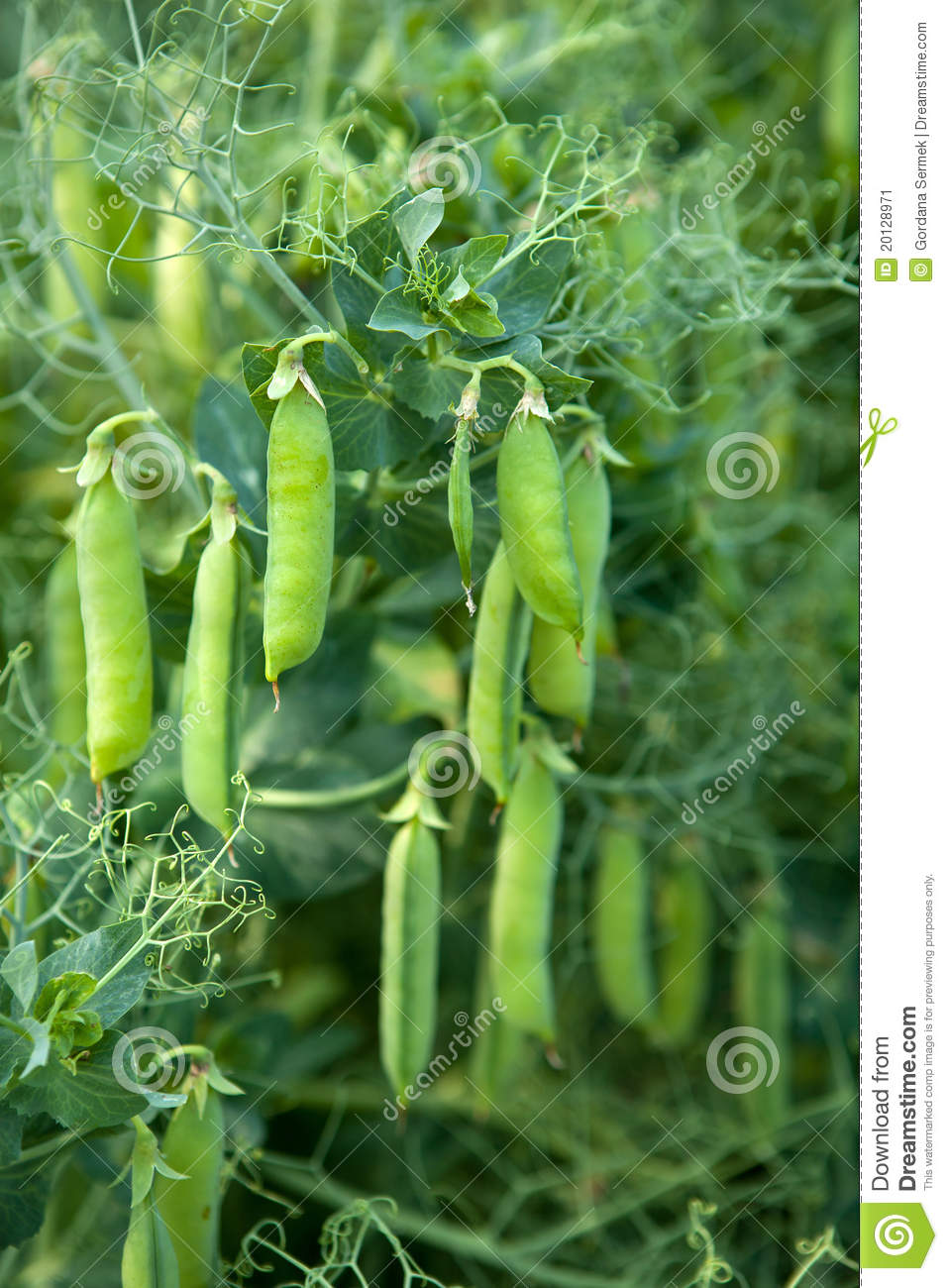 Pea Plant Clipart Pea Plant Vegetable In A