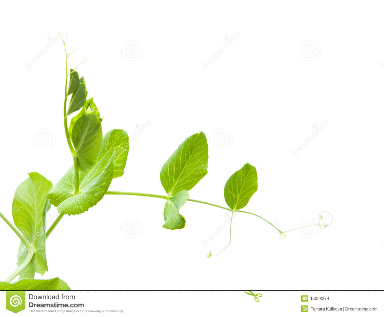 Pea Plant Stock Images   Image  15008274