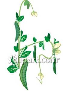 Pea Pod Plant   Royalty Free Clipart Picture