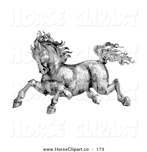     Pen And Ink Drawing Of A Muscular And Strong Victorian Horse Running
