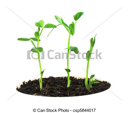 Picture Of Pea Plant   Small Pea Plant Csp5844017   Search Stock    