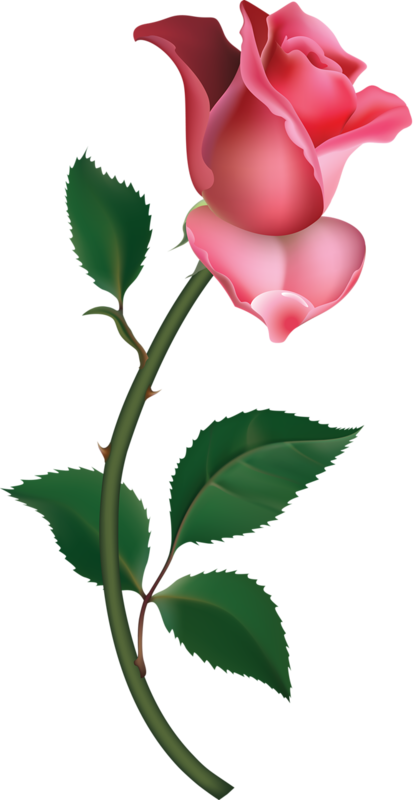 Pink Roses Clip Art   Cliparts Co