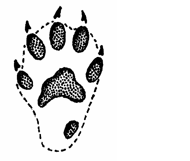 Rabbit Footprint Template Http   Www Northumberlandbadgergroup Org Uk