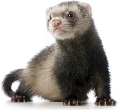 True Wild Life Ferret The Ferret Is A Domestic Animal Thought To Be