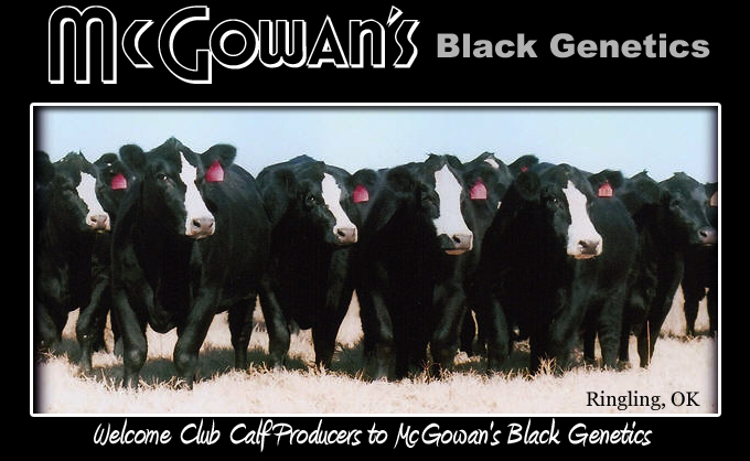 Go Back   Gallery For   Black Simmental Bulls For Sale
