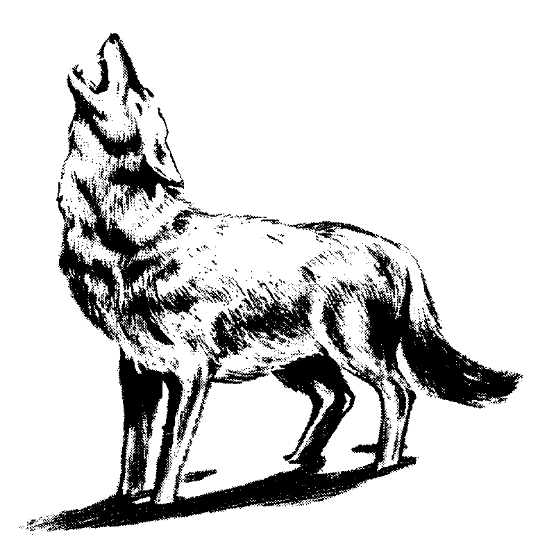 Howling Wolf Clipart   Clipart Best