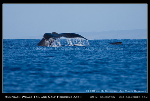 Humpback Whale Tail And Calf Peduncle Arch   Maui Hawaii Nature Photo