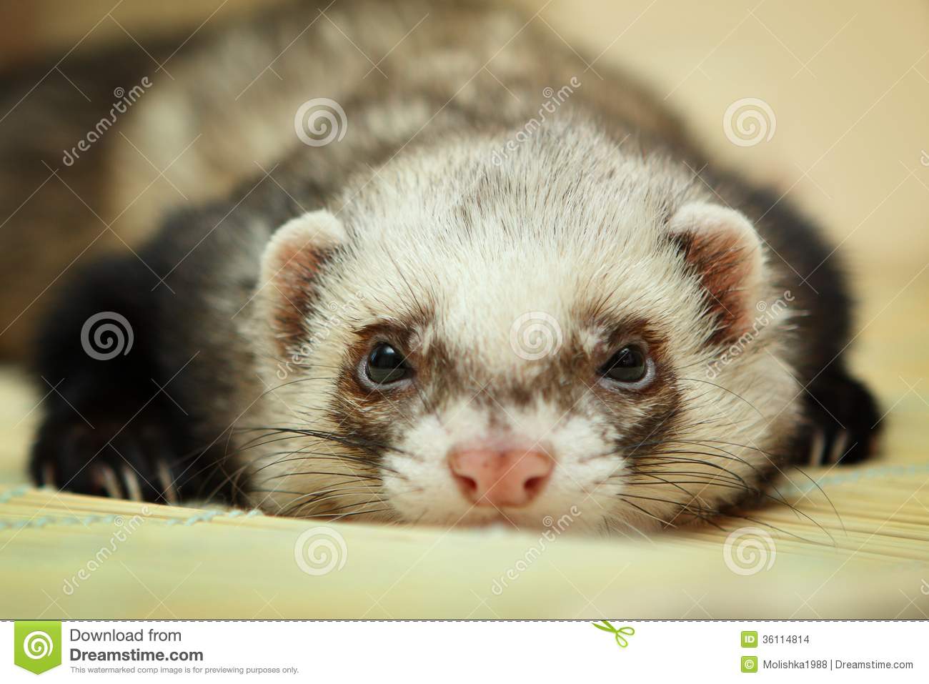 Stock Images  Funny Ferret On Bamboo Mat