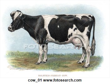 Clipart Of Vintage Illustration Of Dairy Cow Cow 01   Search Clip Art