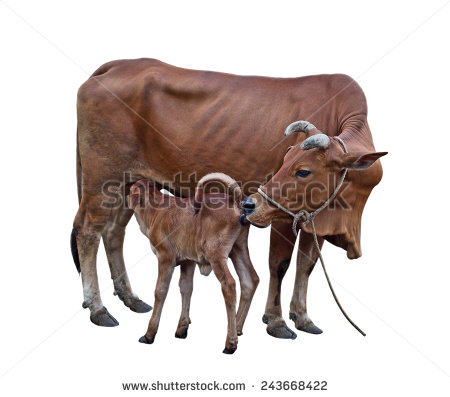 Cow Calf Calf Sucking Mother Cattle Isolated On White Background
