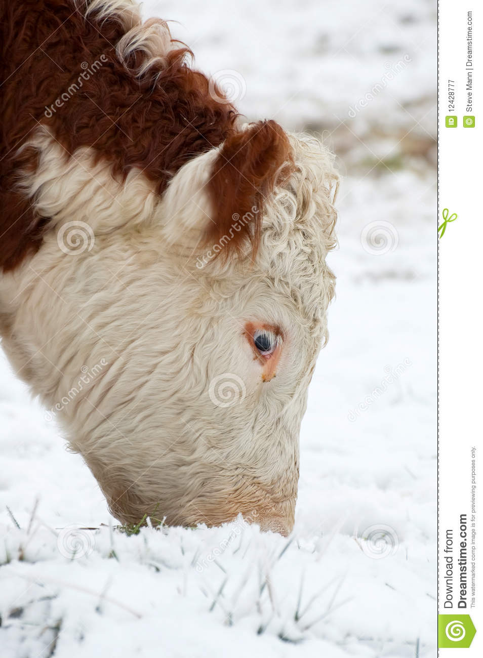 Female Cow Royalty Free Stock Photography   Image  12428777