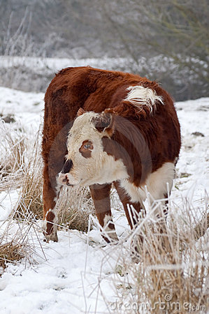 Female Cow Stock Image   Image  12428741
