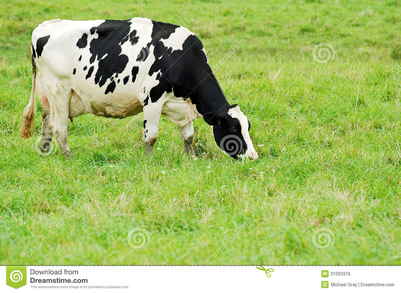 Female Holstein Cow Grazing Royalty Free Stock Image   Image  21093376