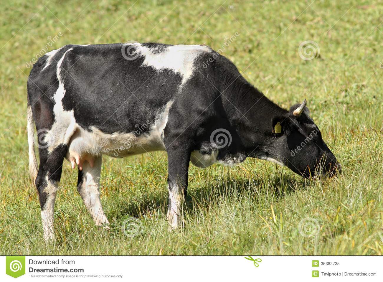 Holstein Cow Grazing On Meadow Royalty Free Stock Photo   Image