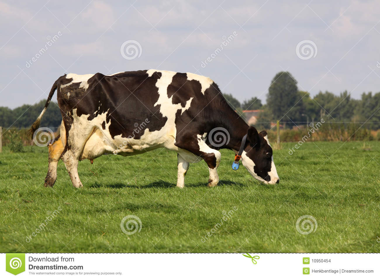Holstein Cow Grazing Stock Images   Image  10950454