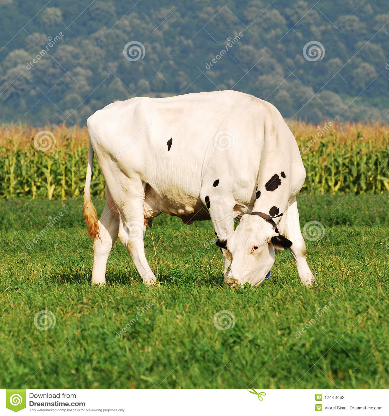 Holstein Cow Grazing Stock Photography   Image  12443462