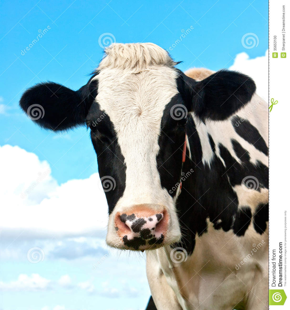 Holstein Cow In A Grassland In Northern Of Germany