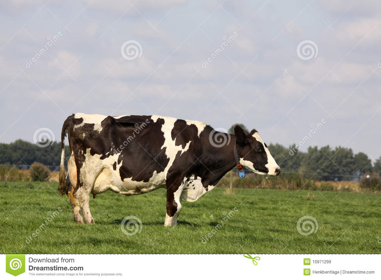 Holstein Cow In The Meadow Royalty Free Stock Images   Image  10971299